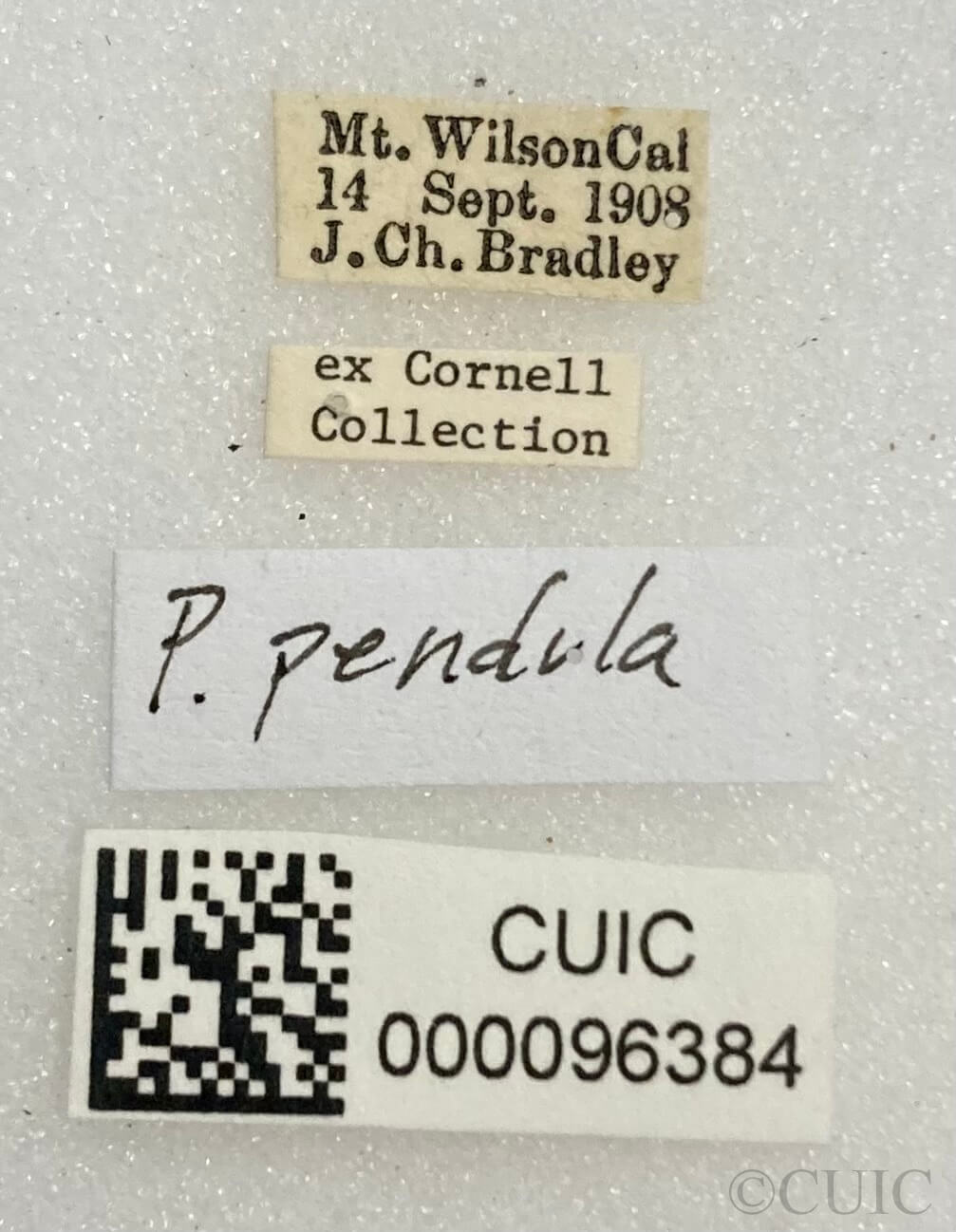 label view of adult Paraproba pendula