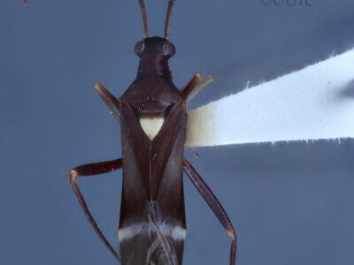 dorsal view of adult Pseudoxenetus regalis
