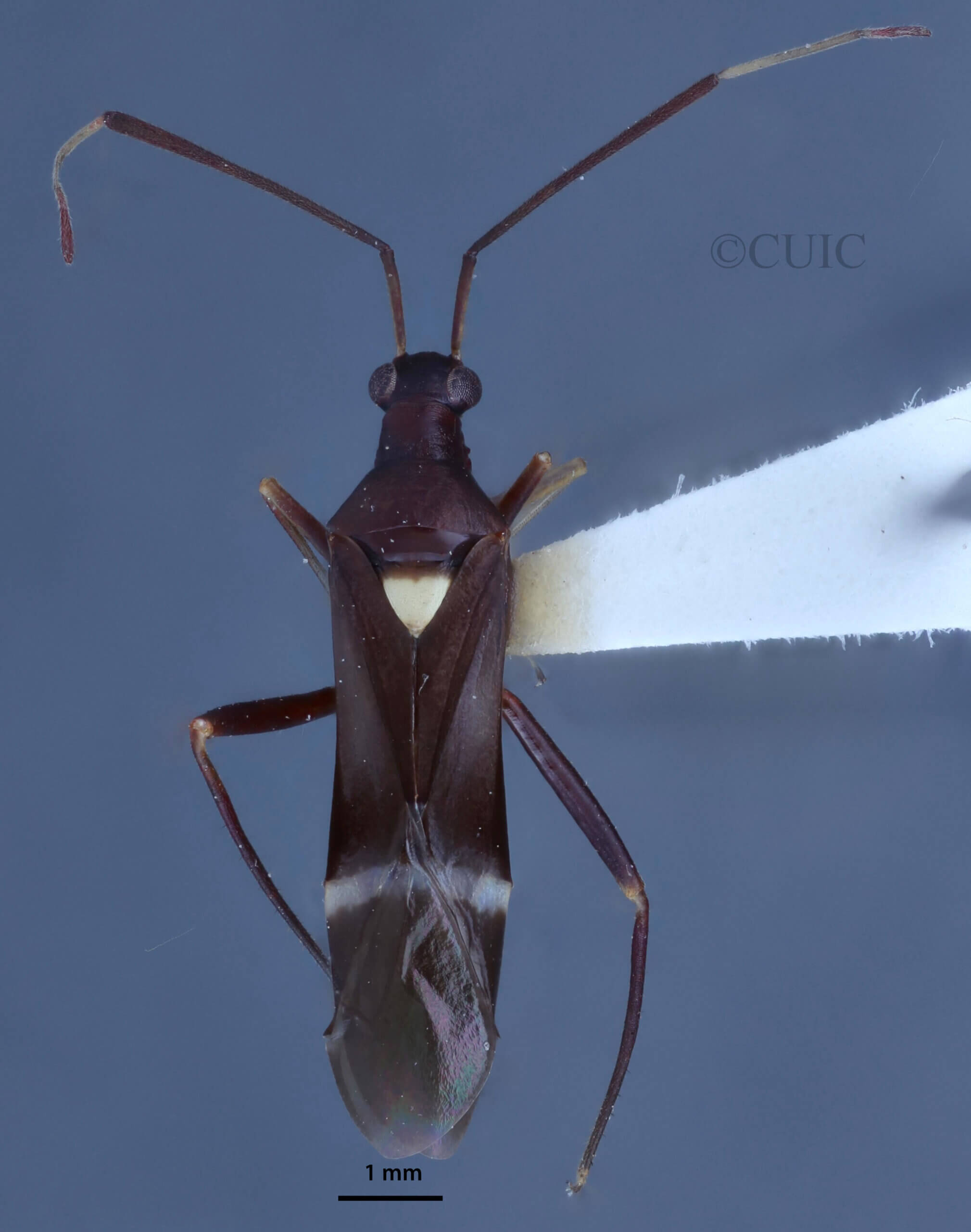 dorsal view of adult Pseudoxenetus regalis