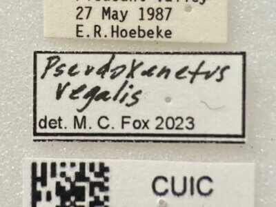 label view of adult Pseudoxenetus regalis