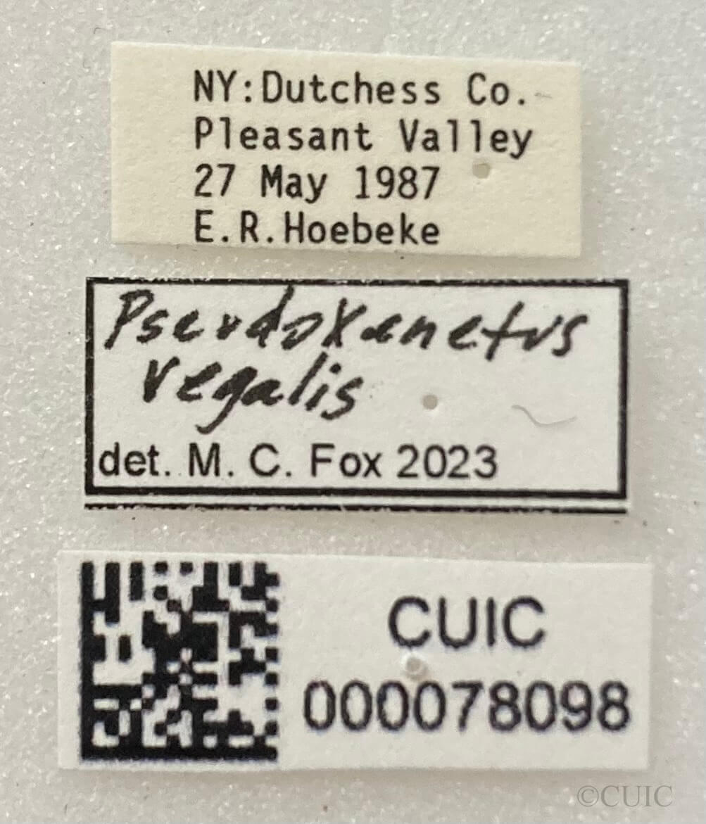 label view of adult Pseudoxenetus regalis