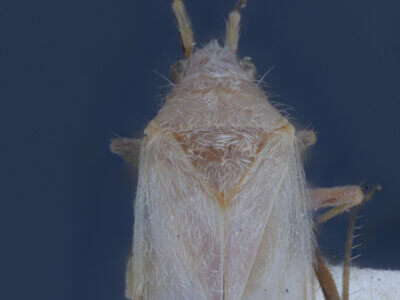 dorsal view of adult Reuteria irrorata