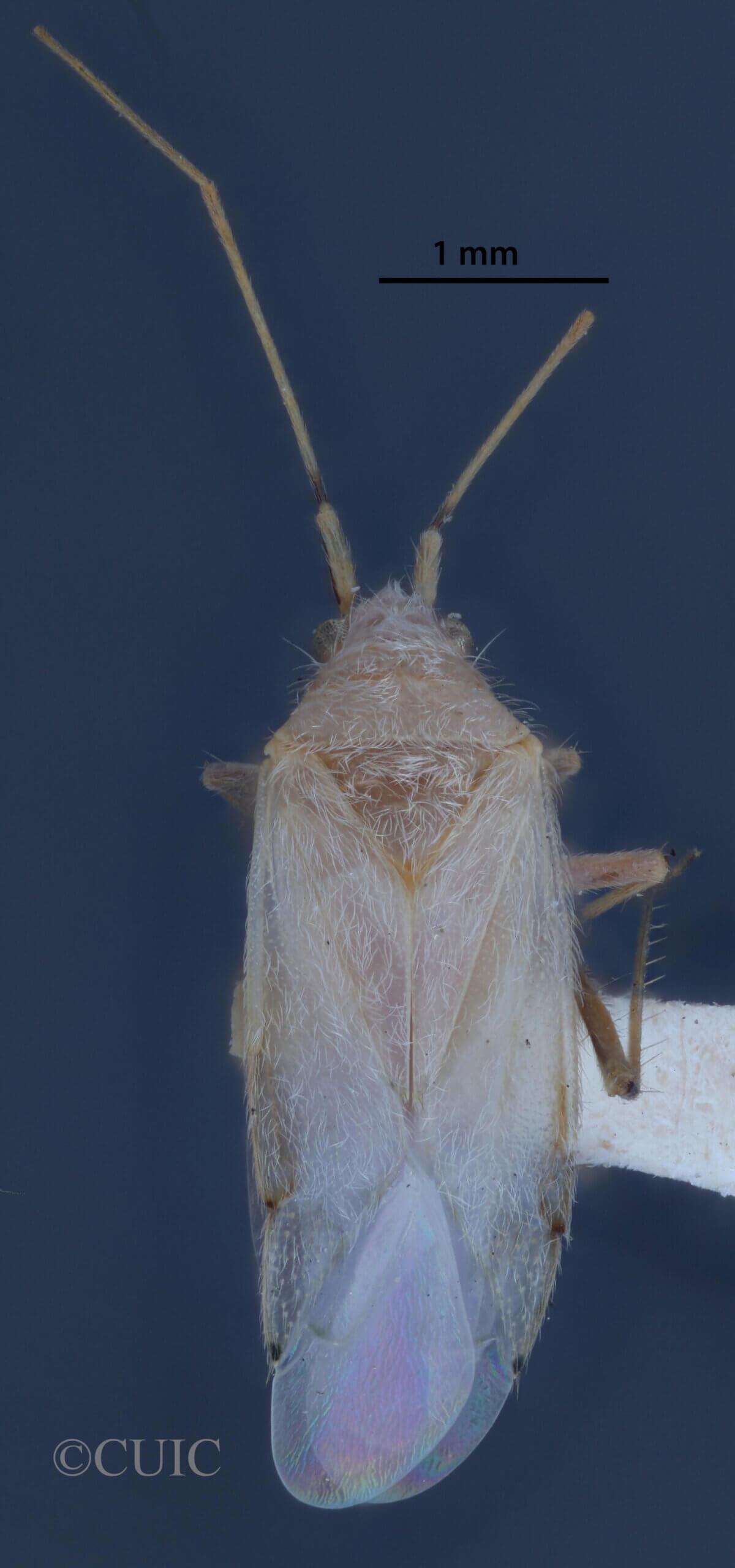 dorsal view of adult Reuteria irrorata