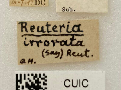 label view of adult Reuteria irrorata