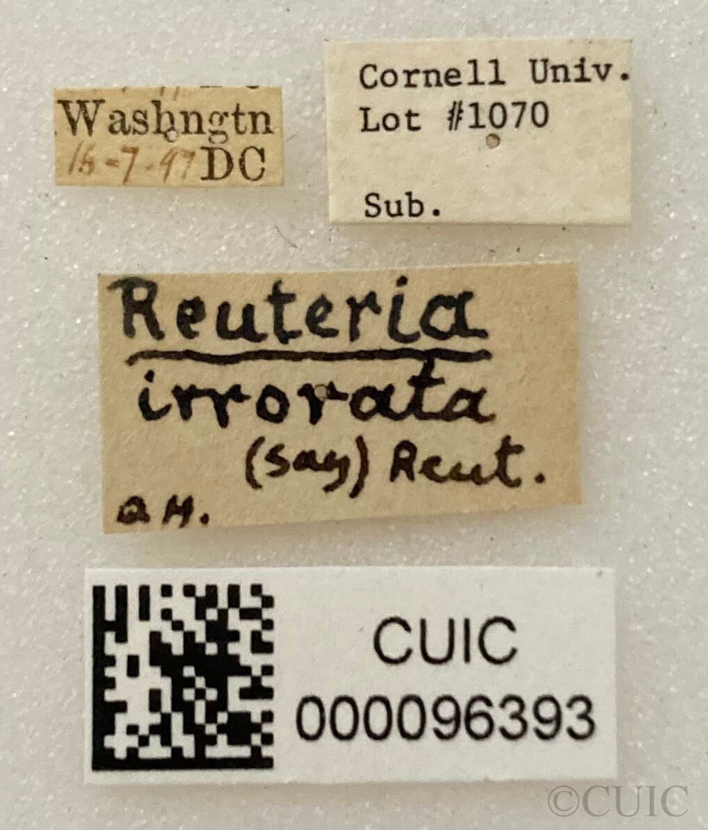label view of adult Reuteria irrorata