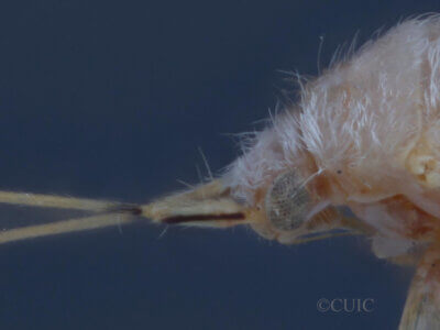 lateral view of adult Reuteria irrorata