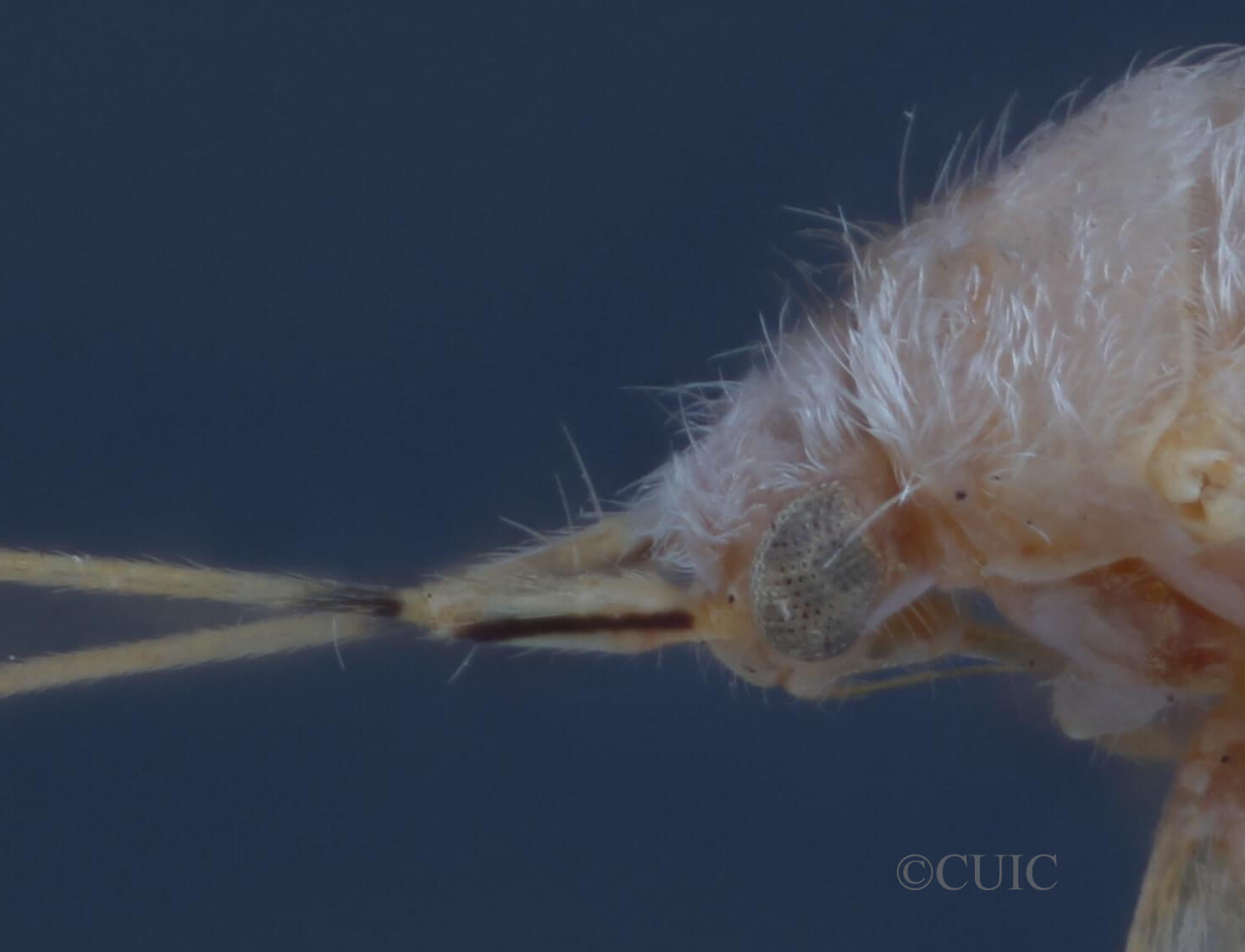 lateral view of adult Reuteria irrorata