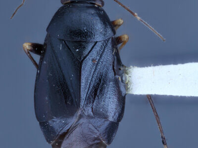 dorsal view of adult Slaterocoris stygicus