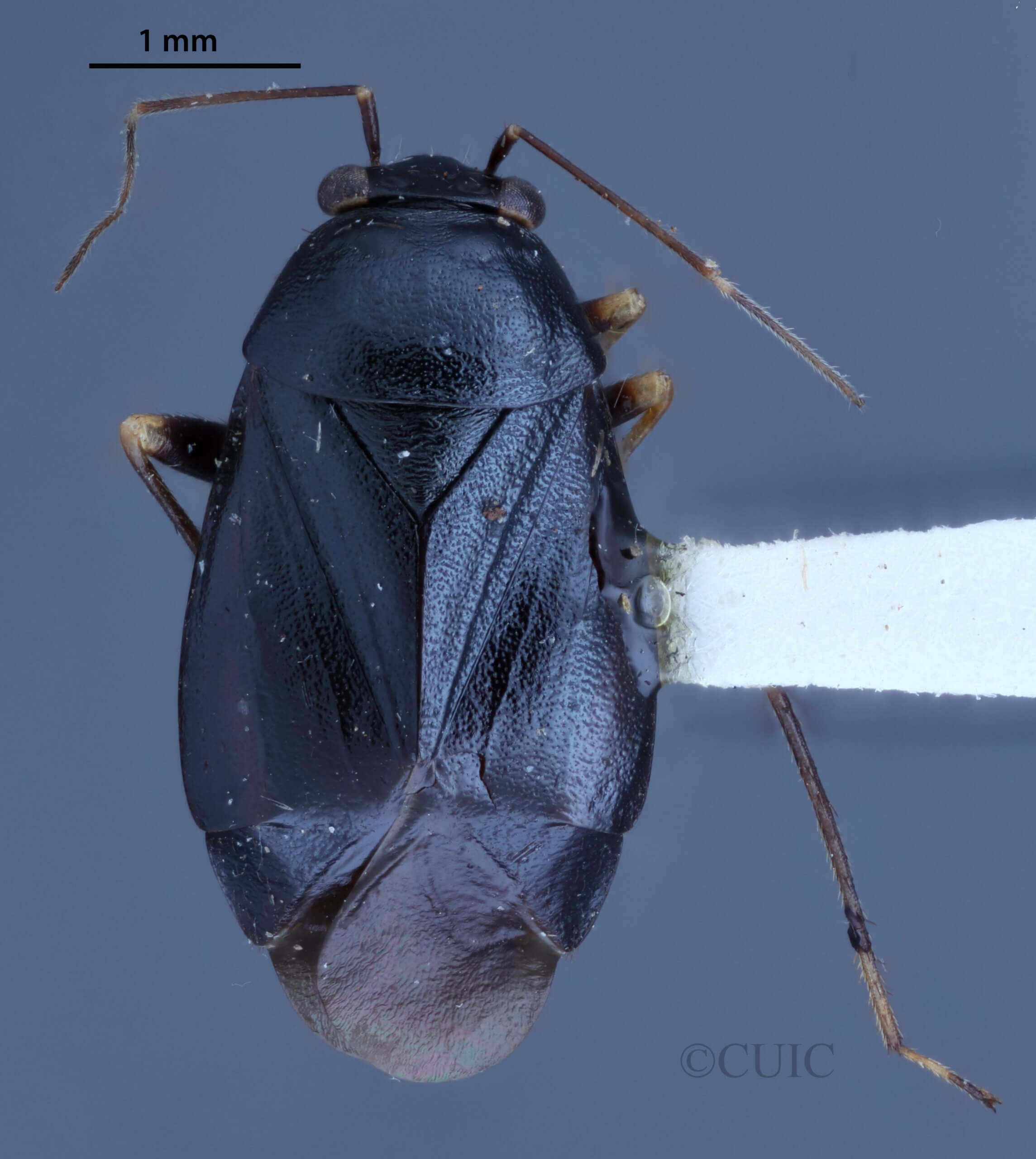 dorsal view of adult Slaterocoris stygicus