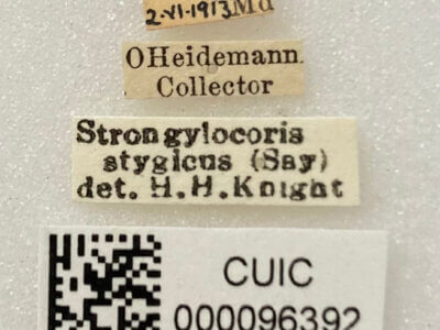 label view of adult Slaterocoris stygicus