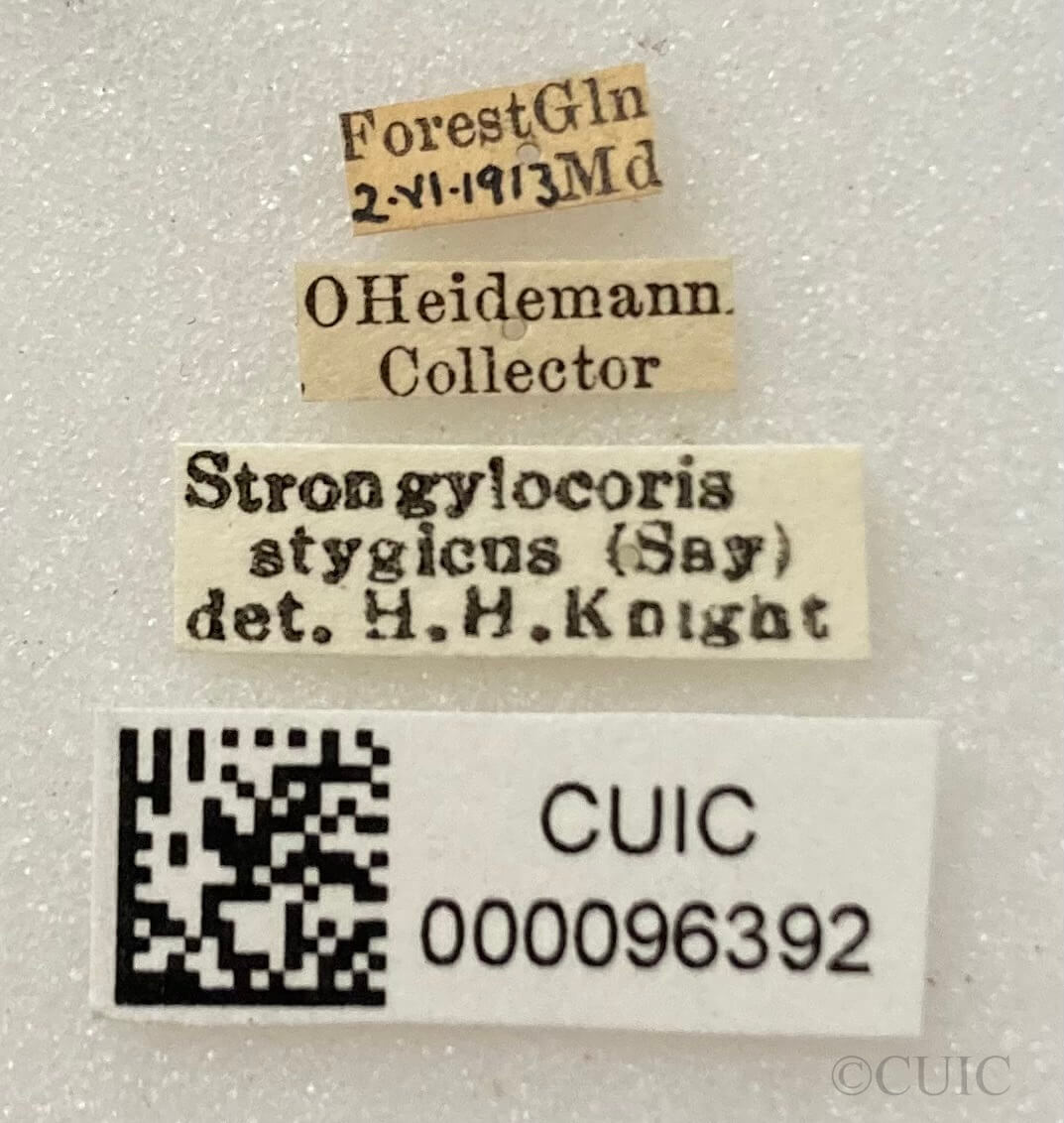 label view of adult Slaterocoris stygicus
