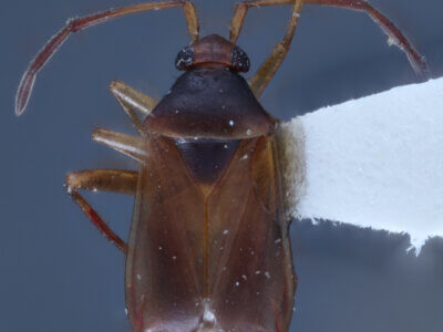 dorsal view of adult Ceratocapsus modestus