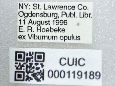 label view of adult Ceratocapsus modestus