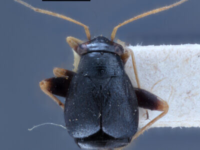 dorsal view of adult Halticus apterus