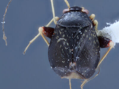 dorsal view of adult Halticus intermedius