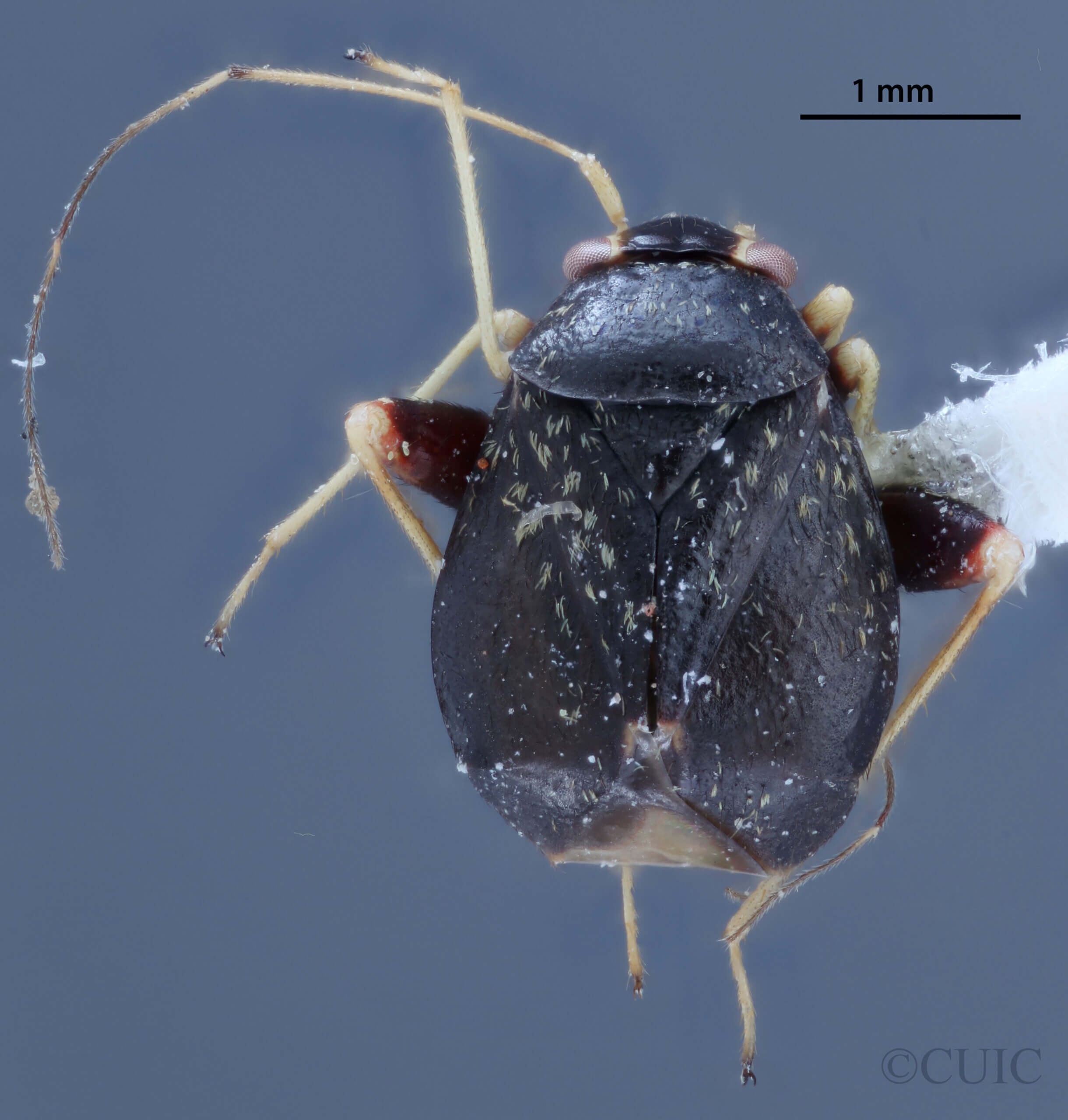 dorsal view of adult Halticus intermedius