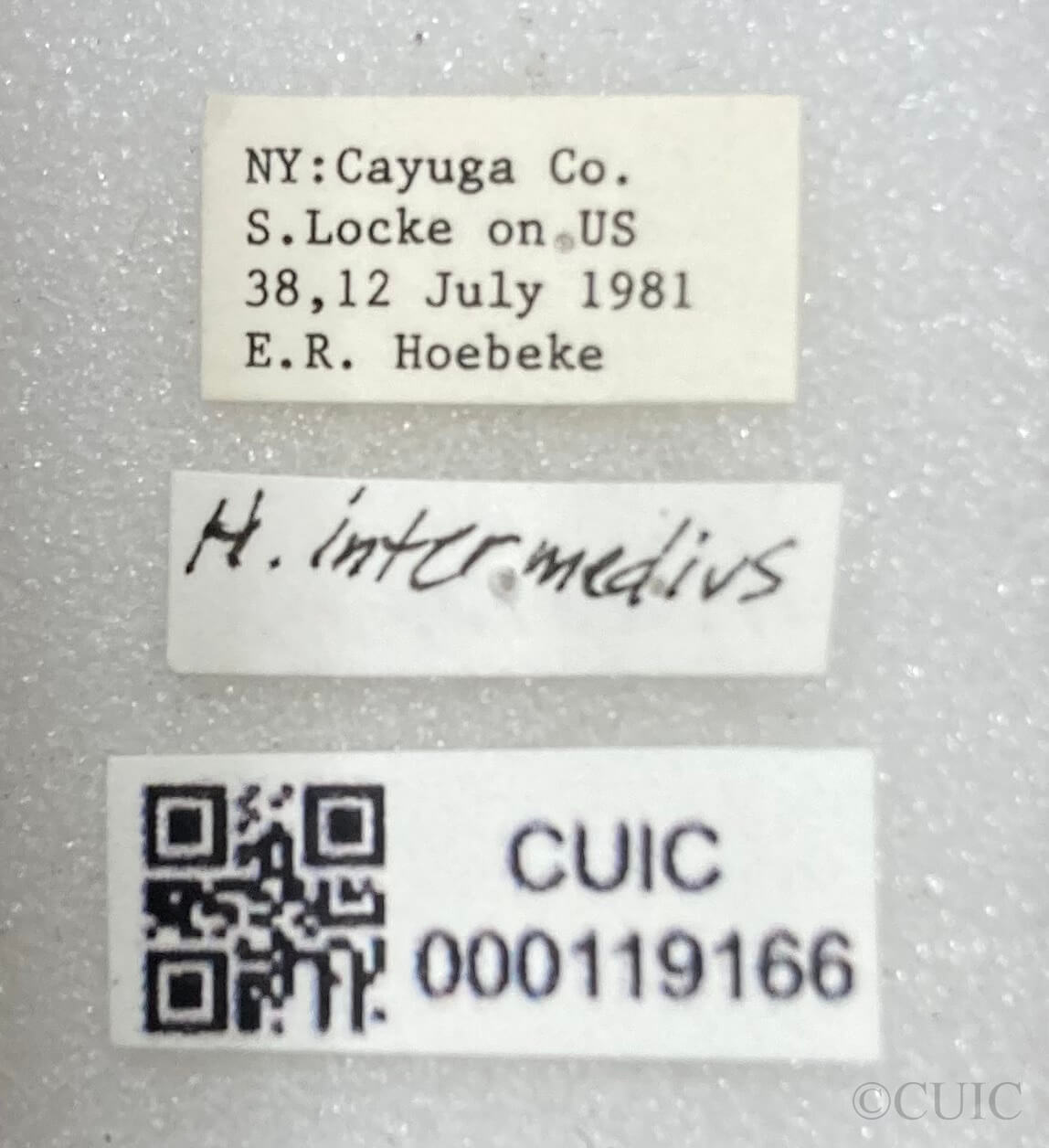 label view of adult Halticus intermedius