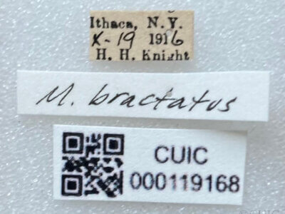 label view of adult Microtechnites bractatus