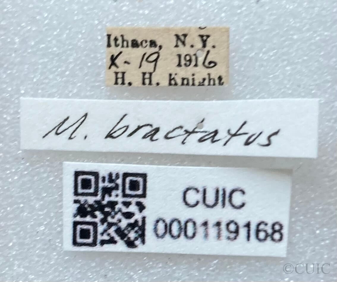 label view of adult Microtechnites bractatus