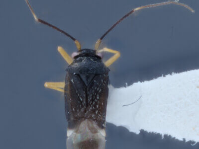 dorsal view of adult Microtechnites bractatus