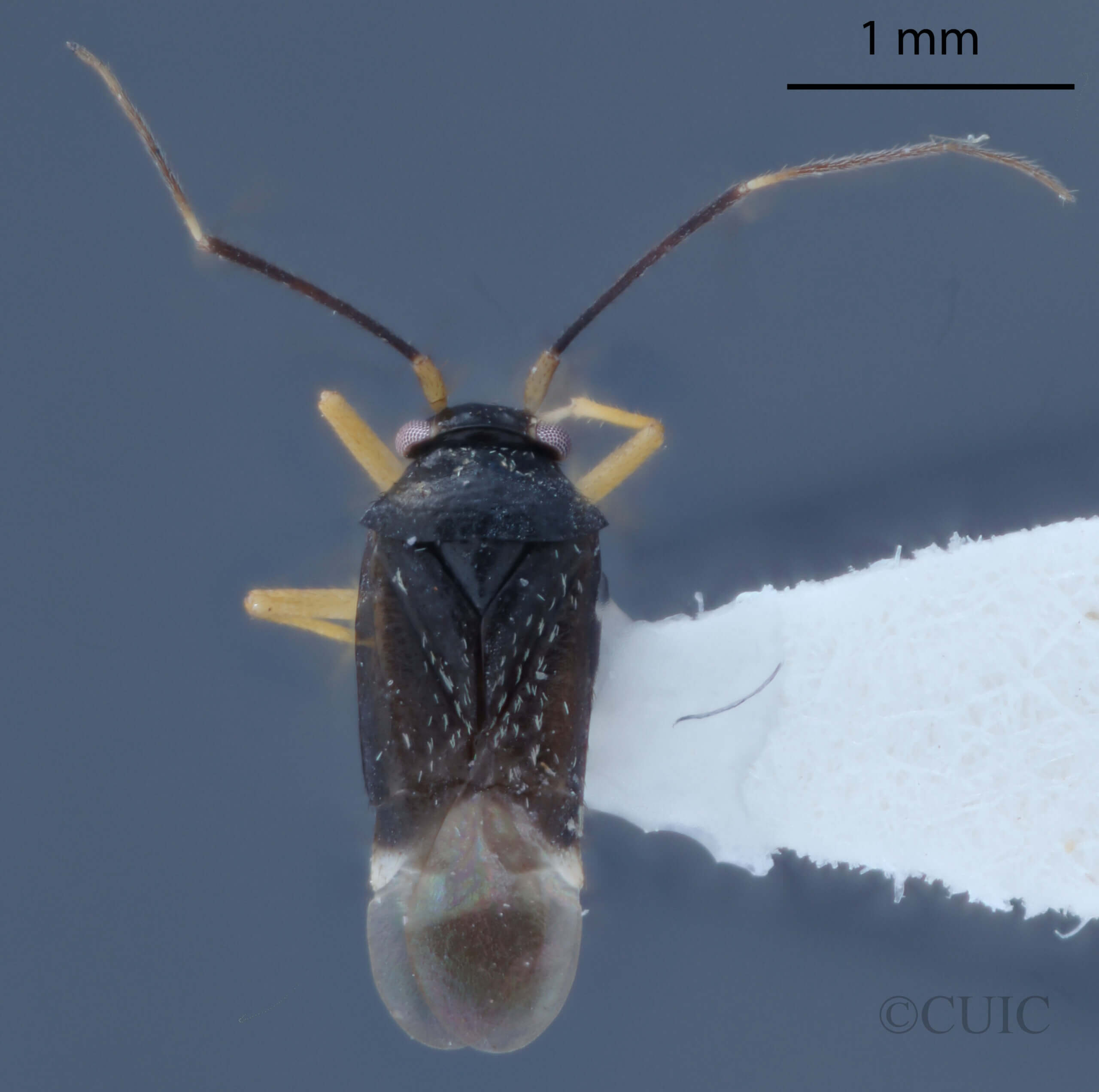 dorsal view of adult Microtechnites bractatus