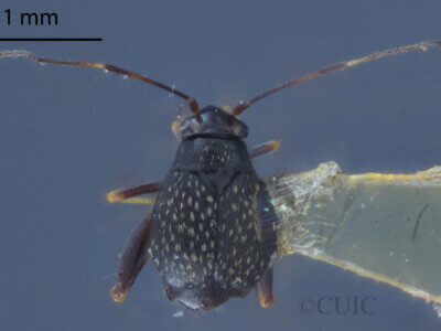 dorsal view of adult Microtechnites bractatus