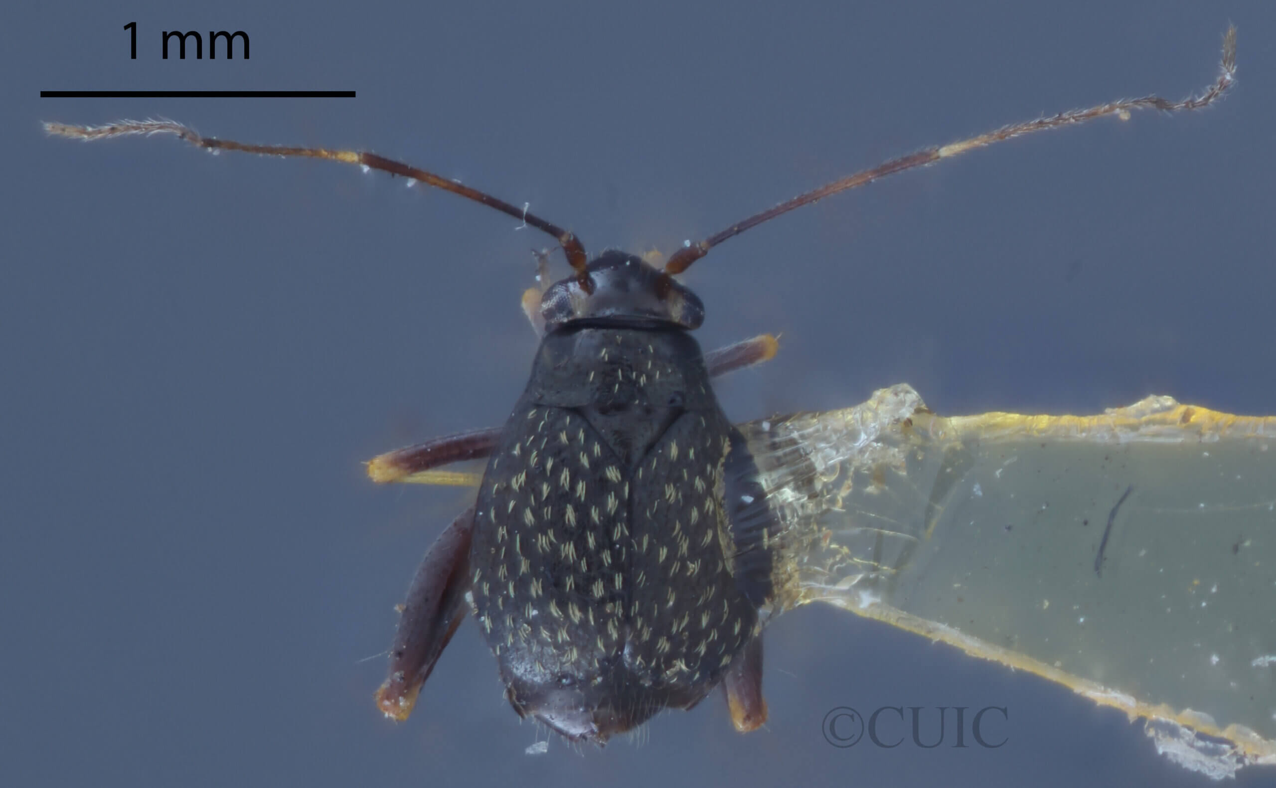dorsal view of adult Microtechnites bractatus