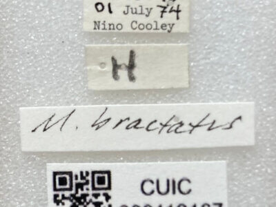 label view of adult Microtechnites bractatus