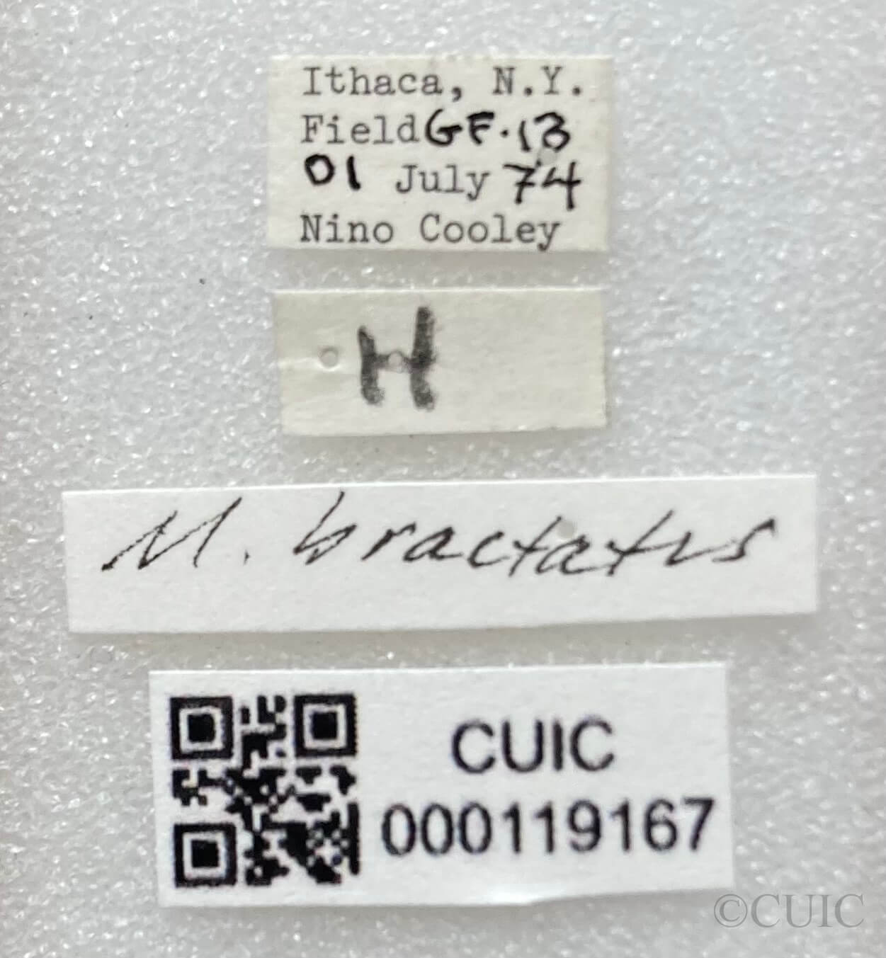 label view of adult Microtechnites bractatus