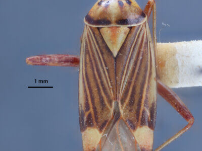 dorsal view of adult Rhabdomiris striatellus