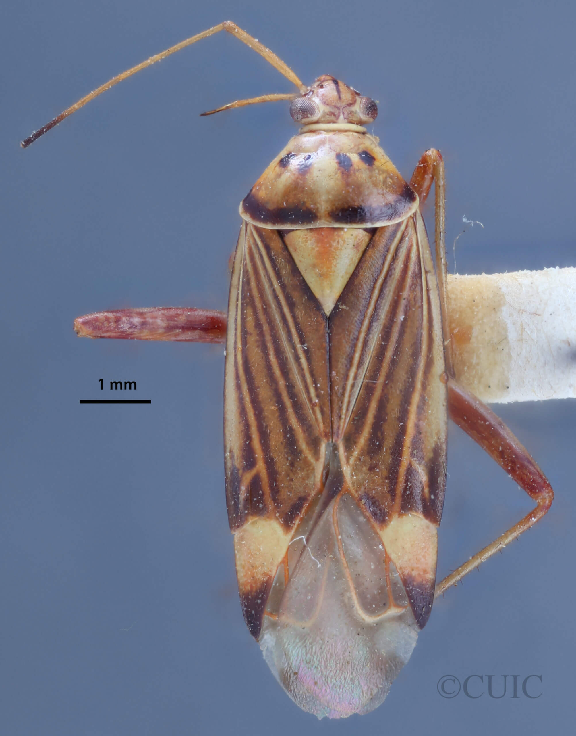 dorsal view of adult Rhabdomiris striatellus