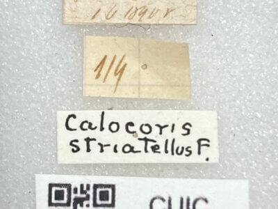 label view of adult Rhabdomiris striatellus