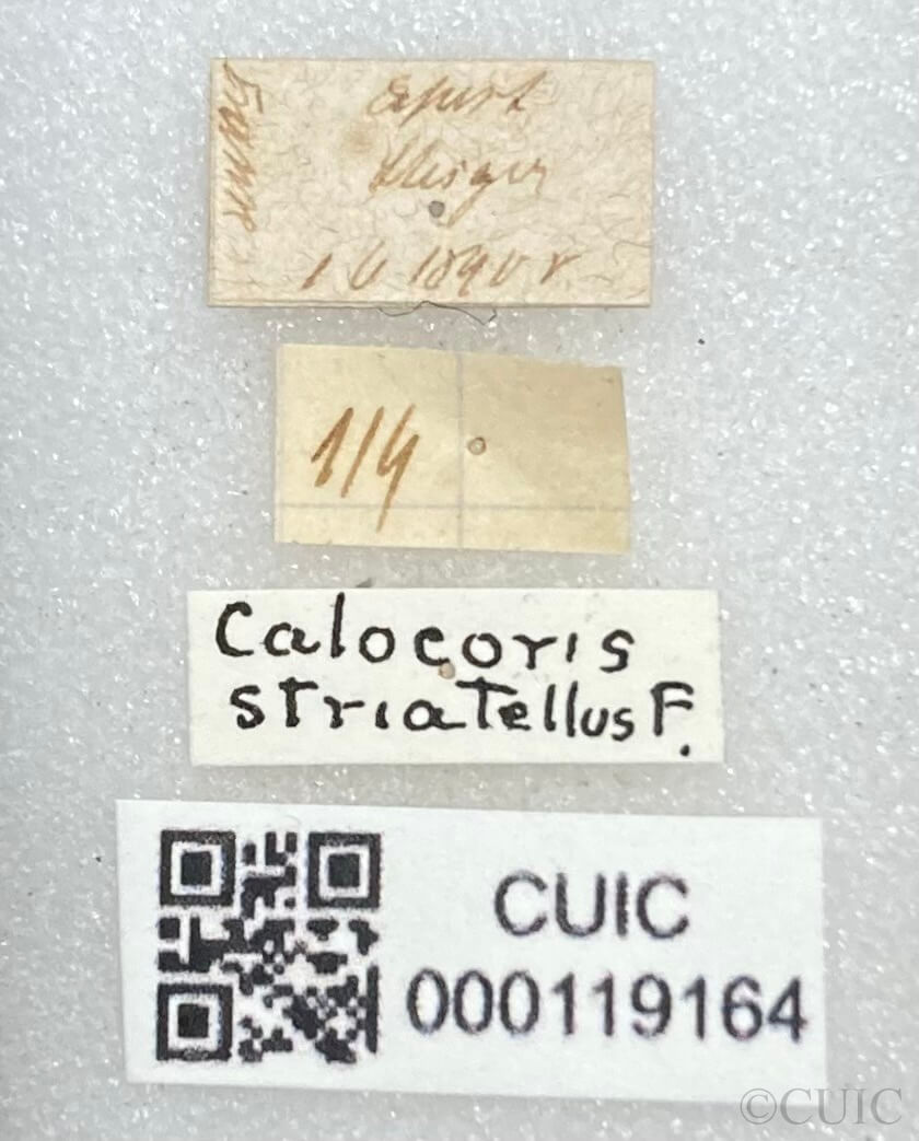 label view of adult Rhabdomiris striatellus
