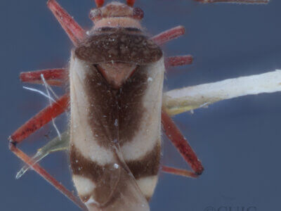 dorsal view of adult Semium hirtum