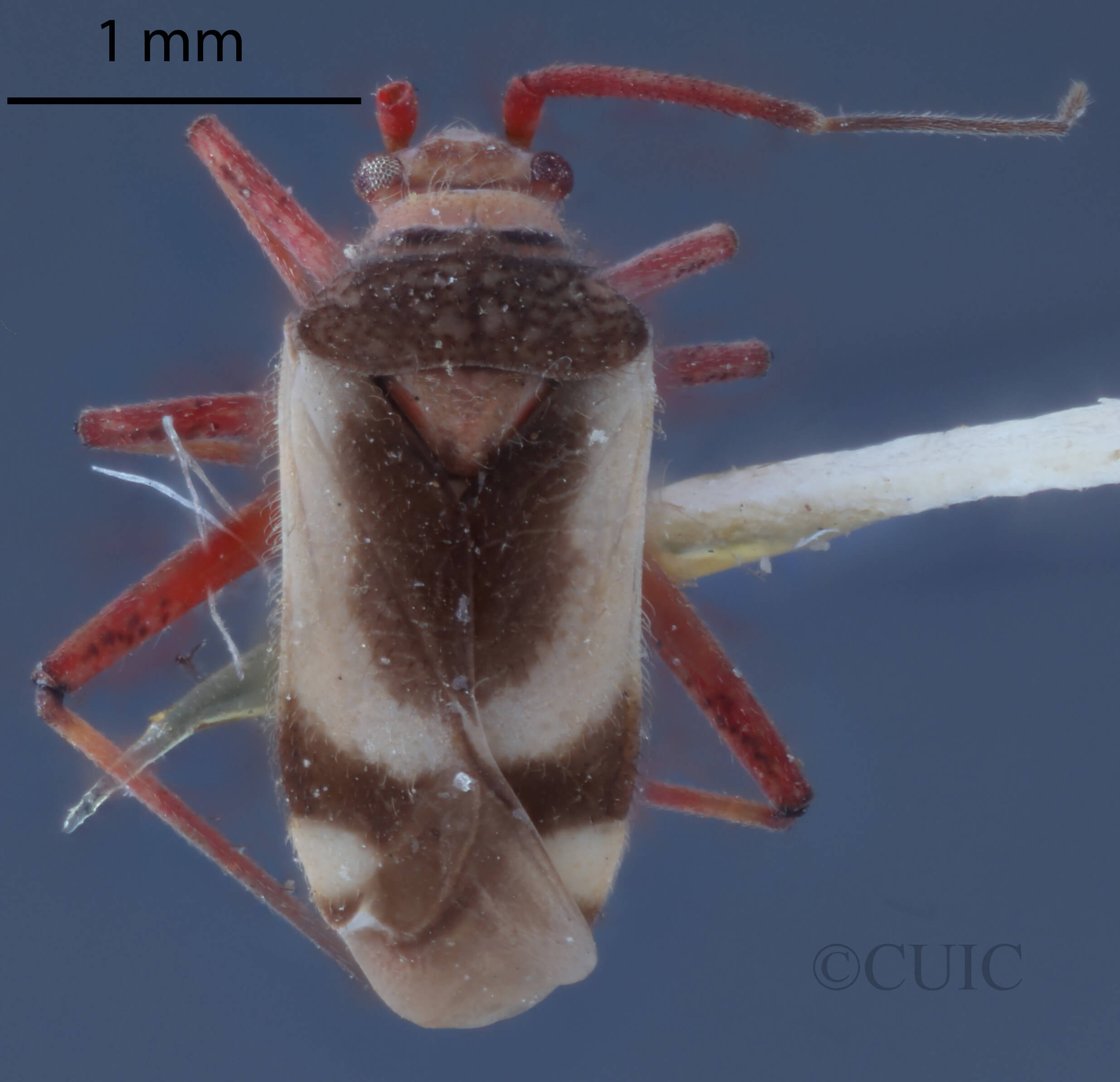 dorsal view of adult Semium hirtum