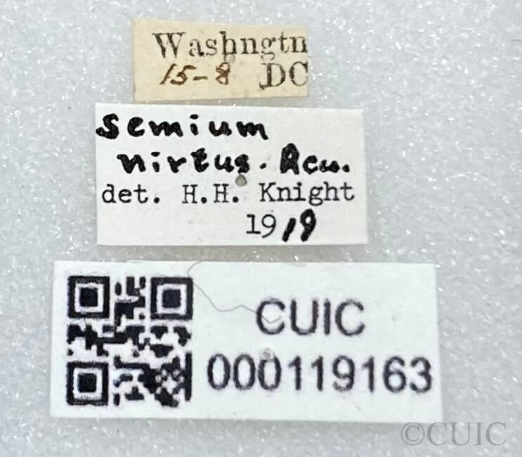 label view of adult Semium hirtum