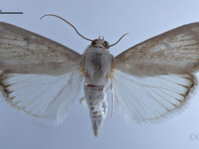 dorsal view of adult Dichogama jessicalesSchaus, 1940