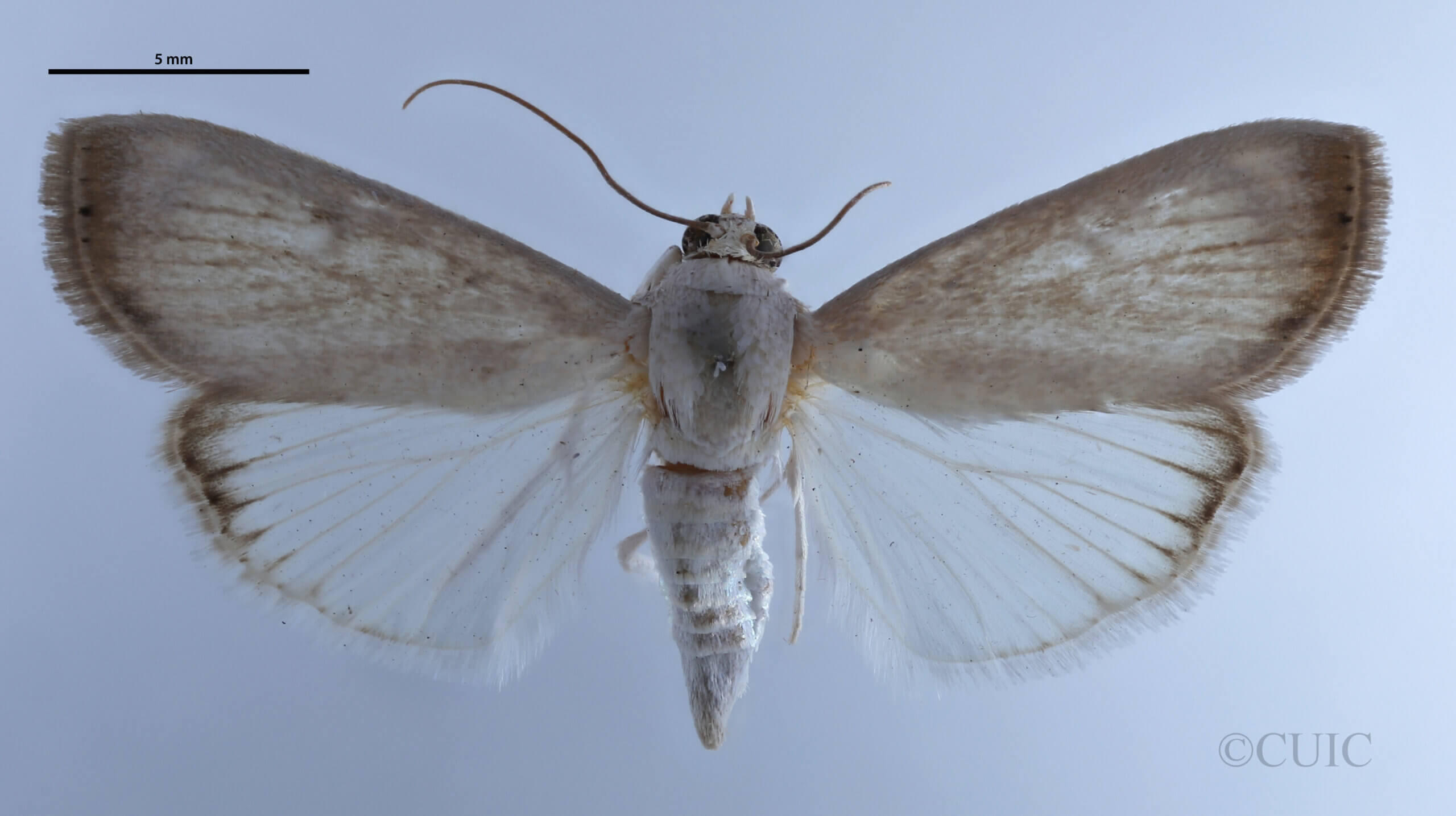 dorsal view of adult Dichogama jessicalesSchaus, 1940