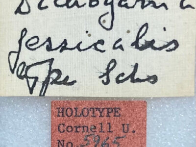 label view of adult Dichogama jessicalesSchaus, 1940