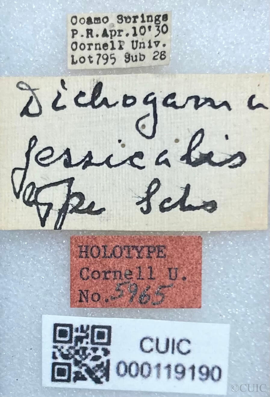 label view of adult Dichogama jessicalesSchaus, 1940