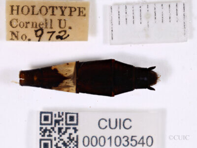 genitalia view of adult Chlorogomphus infuscatusNeedham, 1930