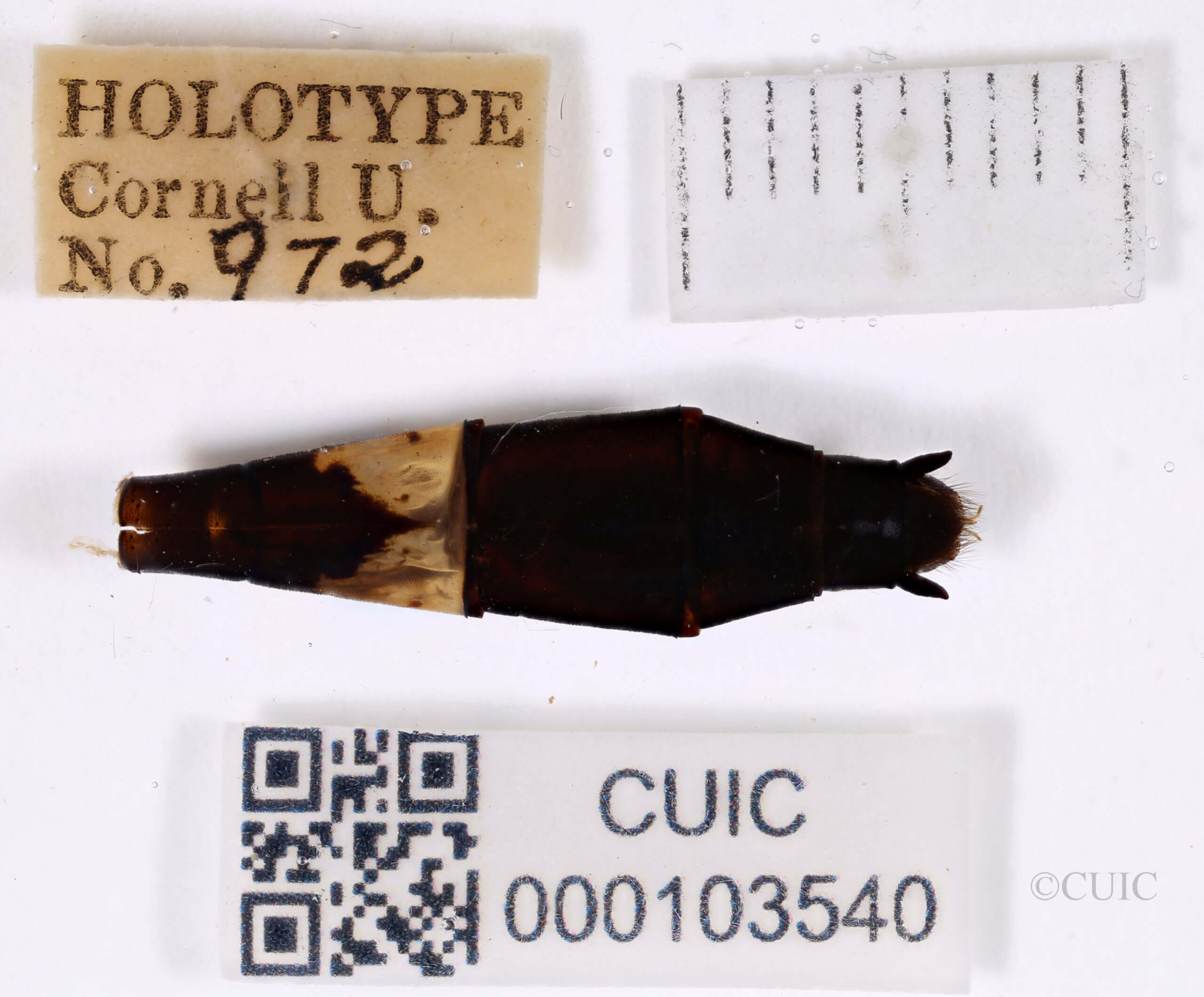 genitalia view of adult Chlorogomphus infuscatusNeedham, 1930