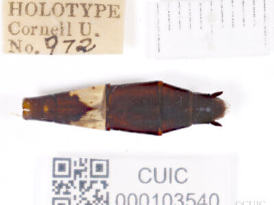 genitalia view of adult Chlorogomphus infuscatusNeedham, 1930