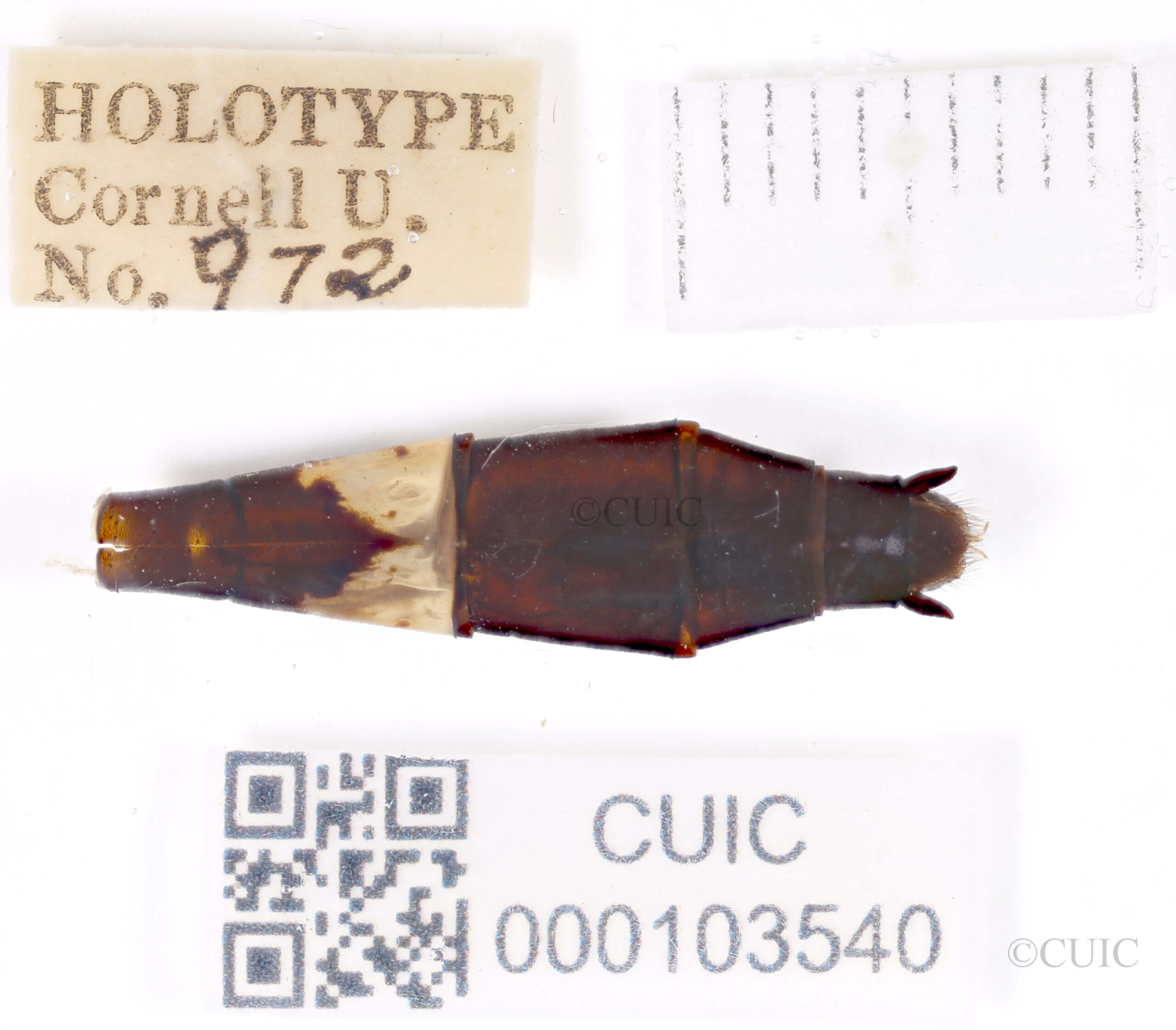 genitalia view of adult Chlorogomphus infuscatusNeedham, 1930