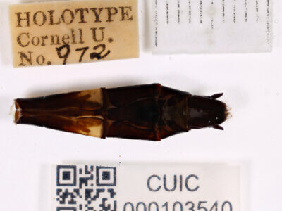 genitalia view of adult Chlorogomphus infuscatusNeedham, 1930