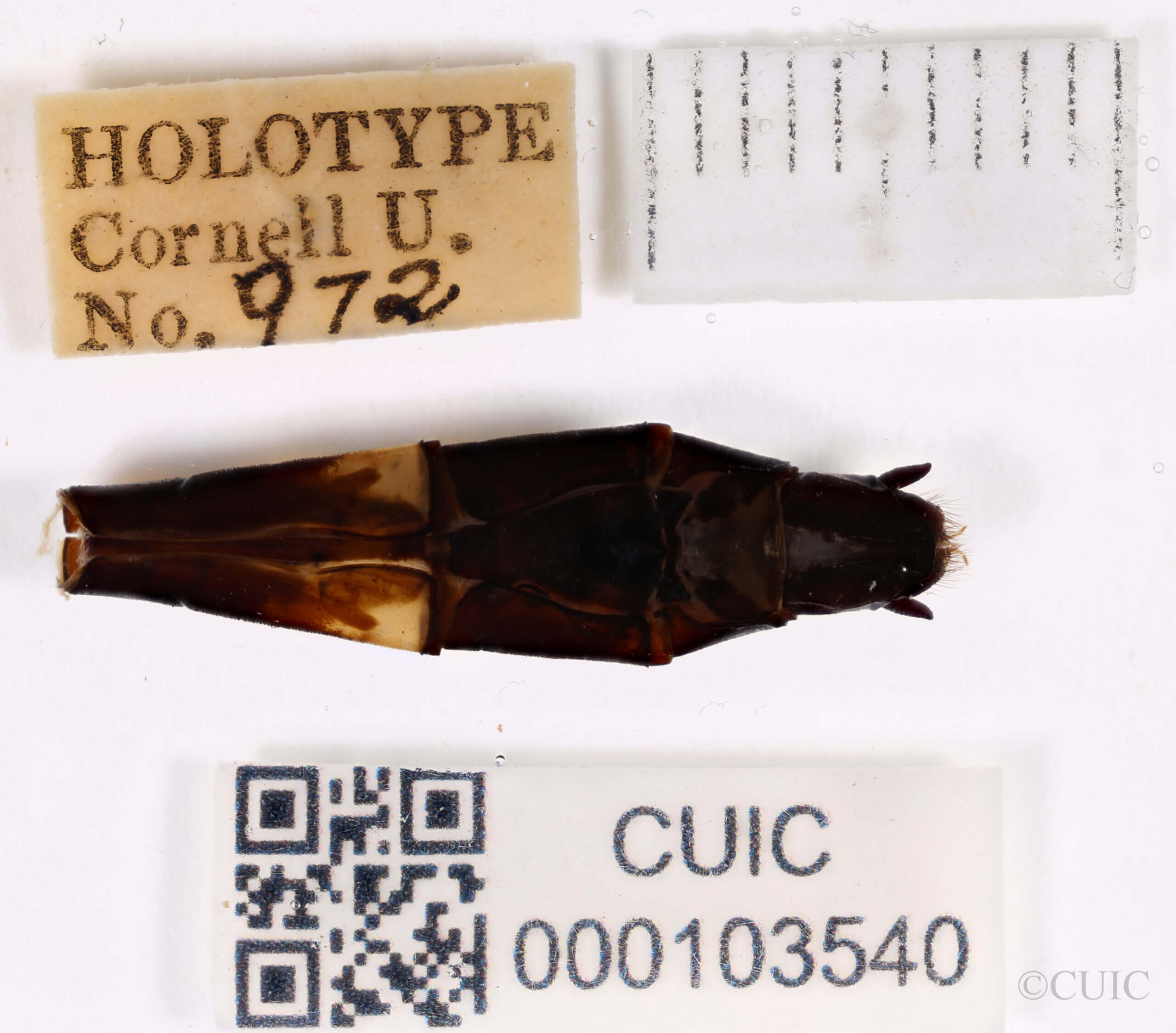 genitalia view of adult Chlorogomphus infuscatusNeedham, 1930