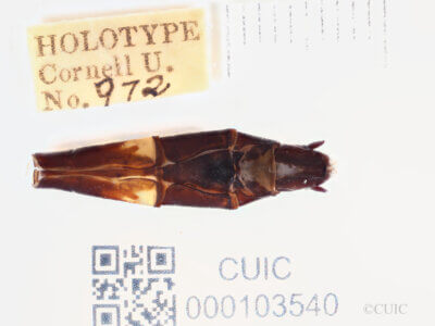 genitalia view of adult Chlorogomphus infuscatusNeedham, 1930