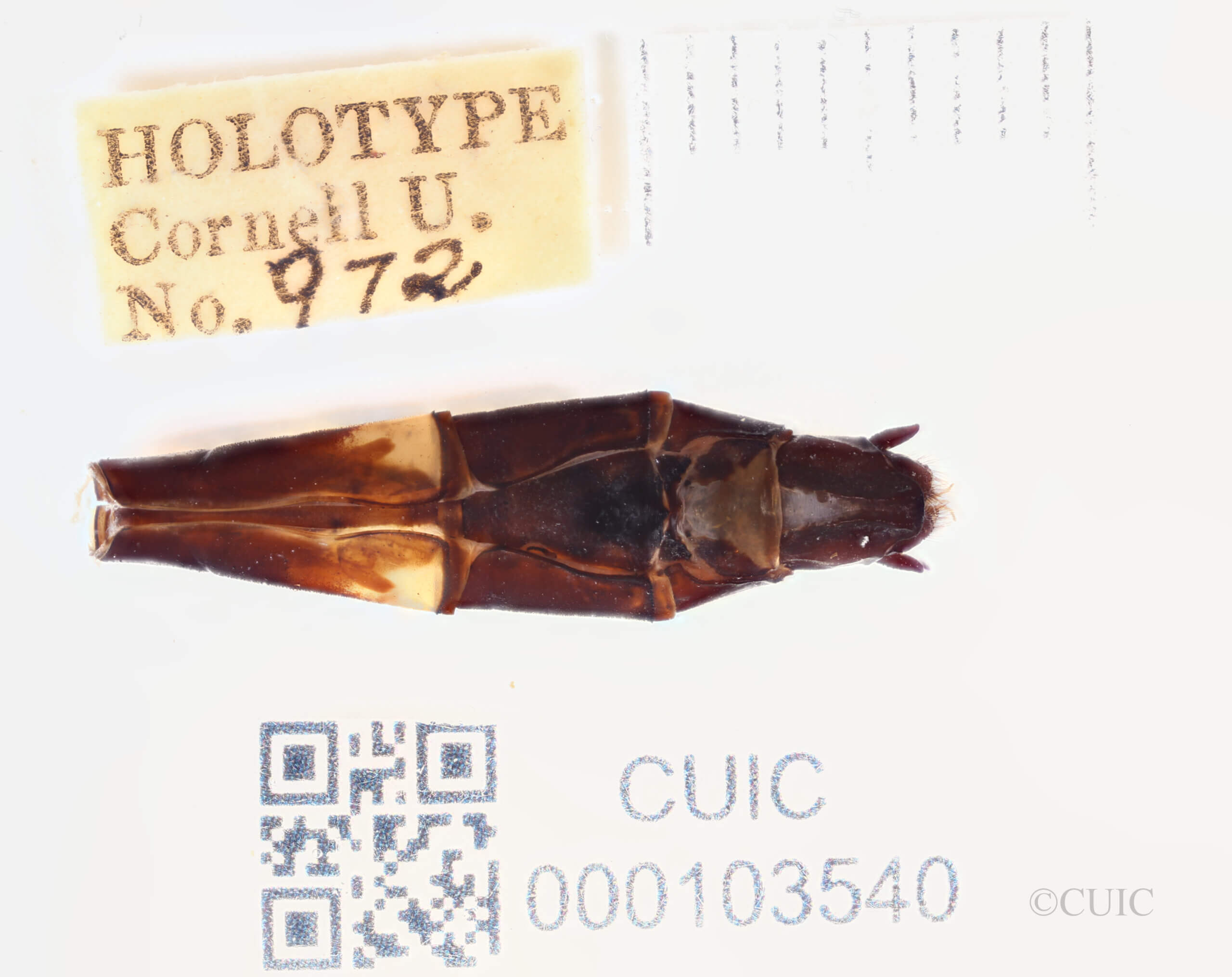 genitalia view of adult Chlorogomphus infuscatusNeedham, 1930