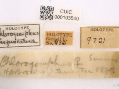 label view of adult Chlorogomphus infuscatusNeedham, 1930