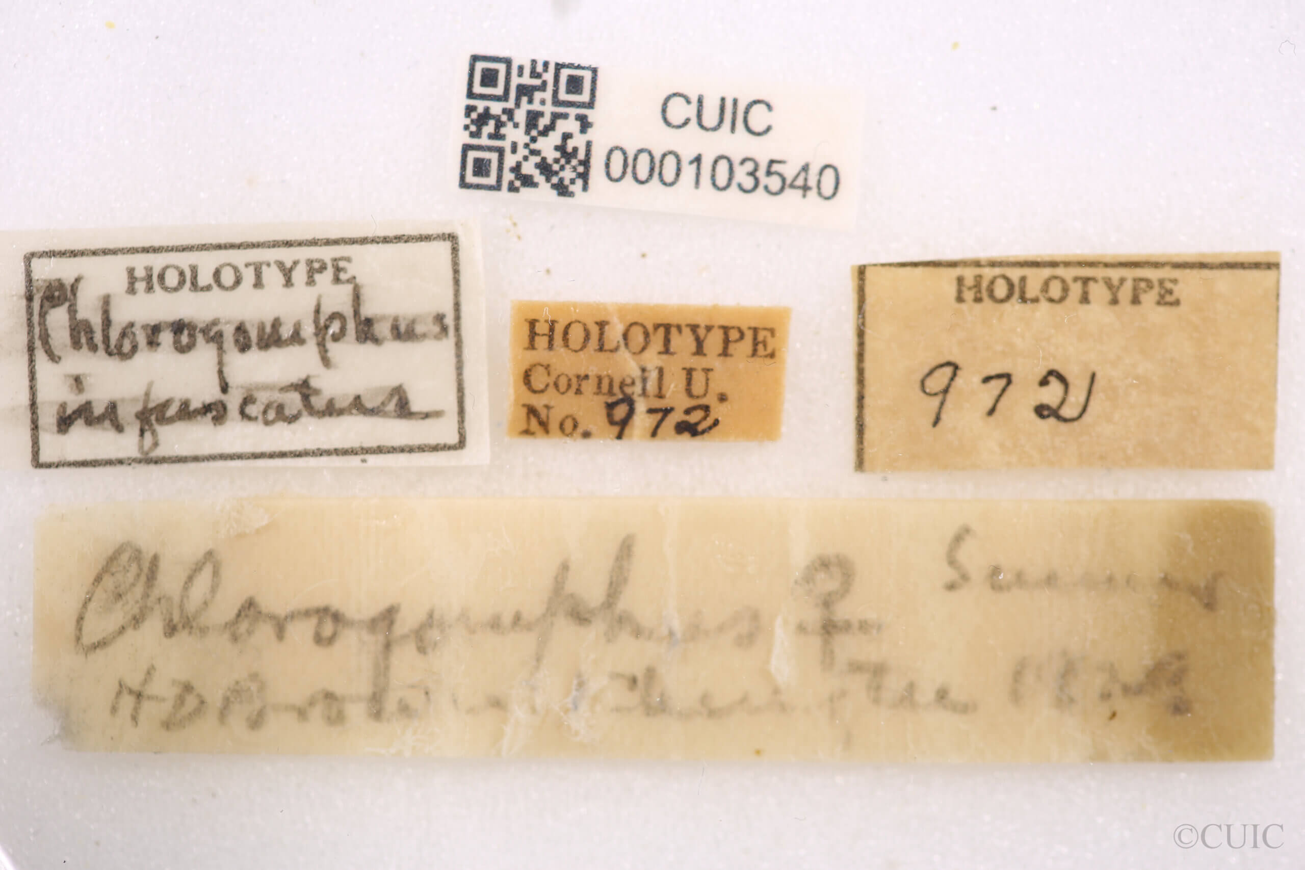 label view of adult Chlorogomphus infuscatusNeedham, 1930